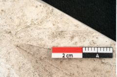Foto (Detailansicht) von Cinnamomum polymorphum Braun (NHMW-GEO-2024-0188-8195a)